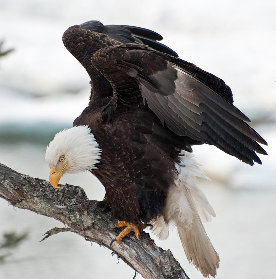 Bowing Eagle 2 Photograph by Clint Pickarsky | Fine Art America