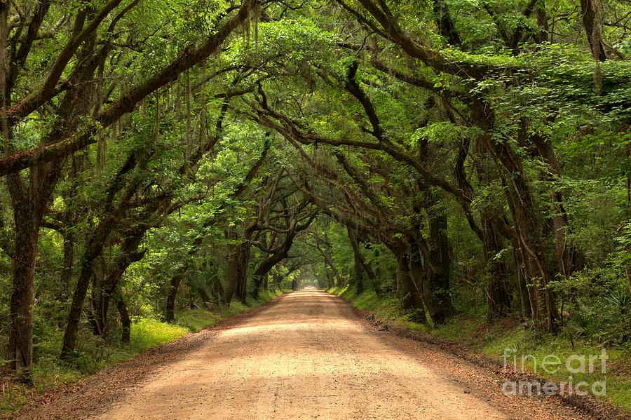 Bowing Oak Trees Photograph by Adam Jewell