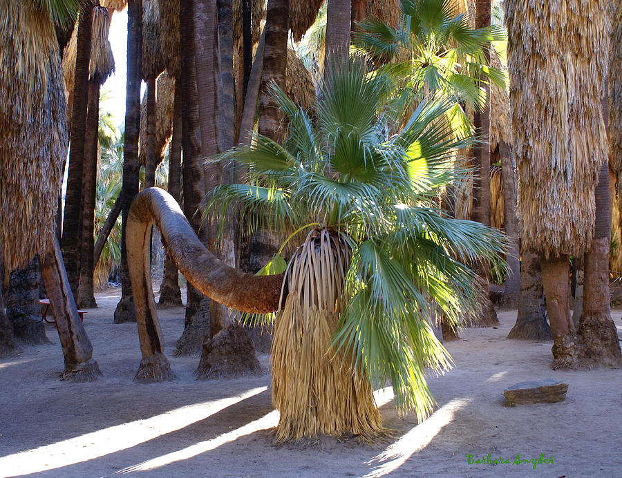 Tree Digital Art - Bowing Palm by Barbara Snyder