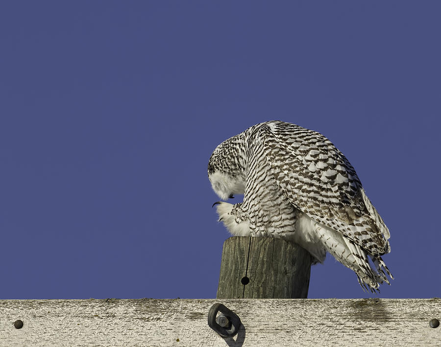 Bowing Snowy Owl Photograph by Thomas Young