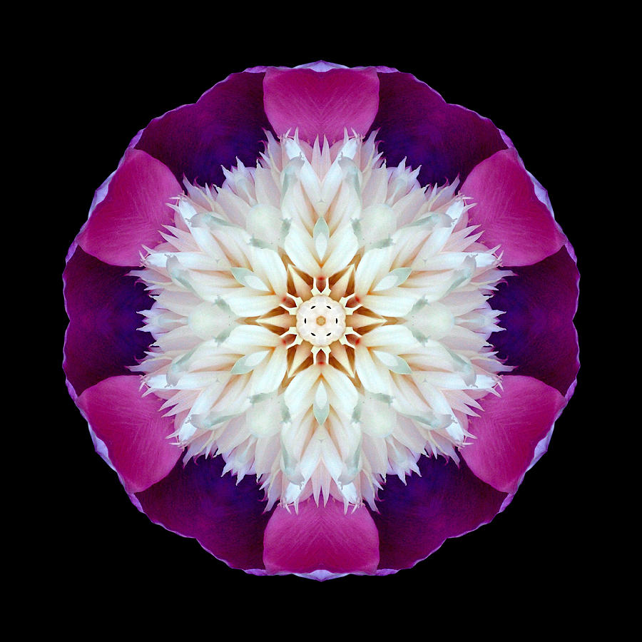 Bowl of Beauty Peony II Flower Mandala Photograph by David J Bookbinder