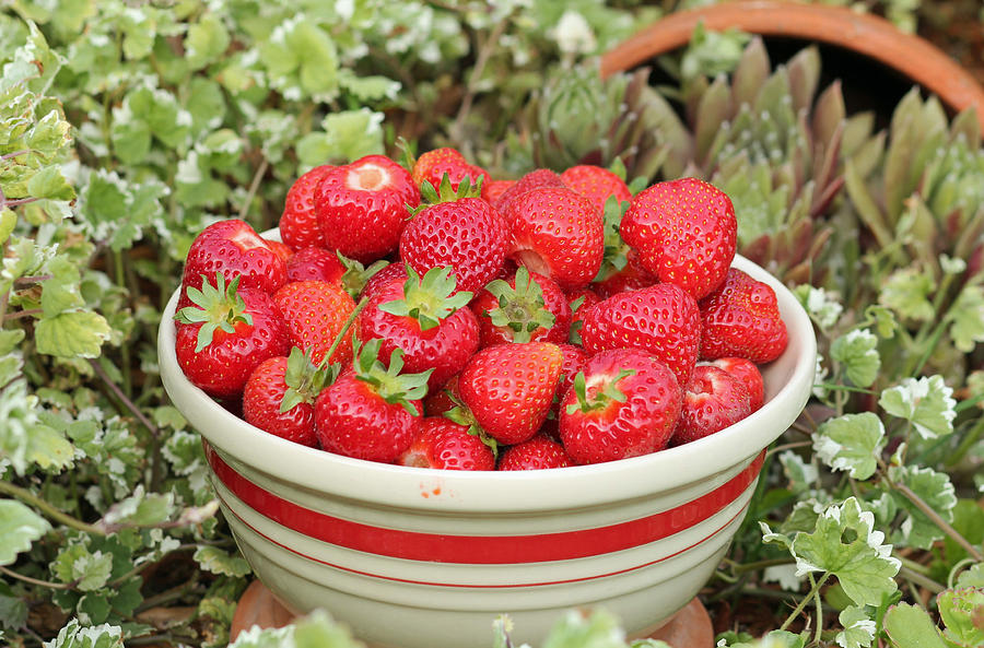 Bowl of Berries Photograph by E Faithe Lester
