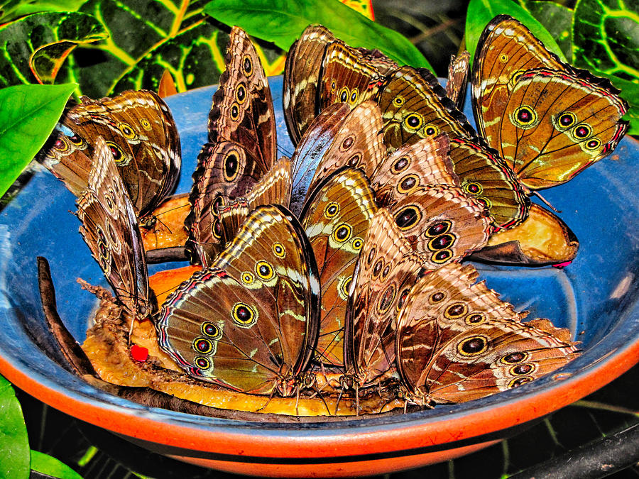 Bowl of Butterflies Photograph by C H Apperson