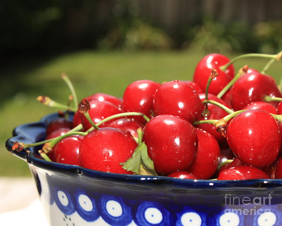 Bowl of Cherries in the Garden Photograph by Carol Groenen
