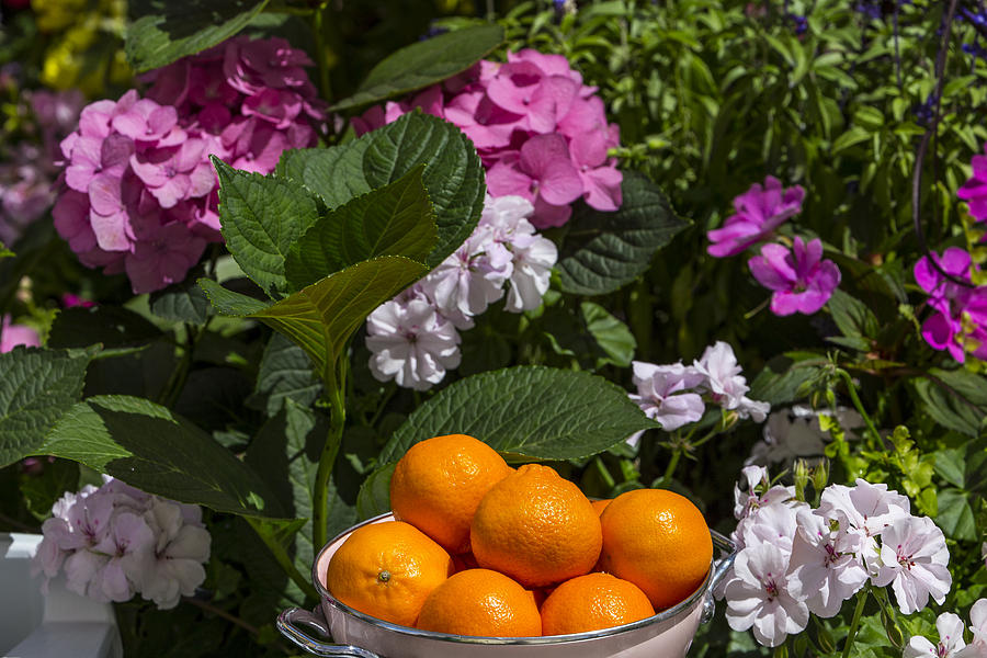 Bowl Photograph - Bowl Of Oranges by Garry Gay