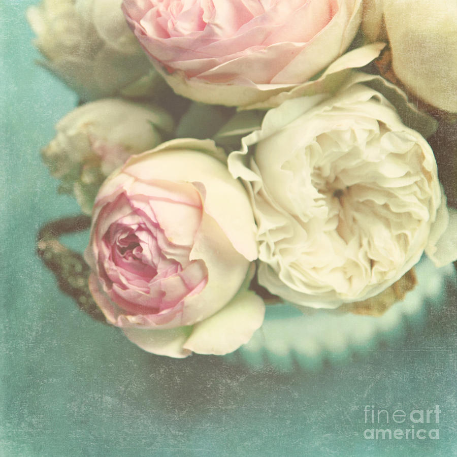 Bowl Of Roses Photograph by Sylvia Cook