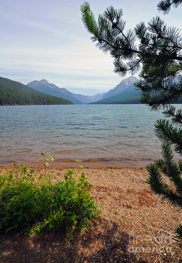 Bowman Lake - Glacier NP Photograph by Cindy Murphy - NightVisions 