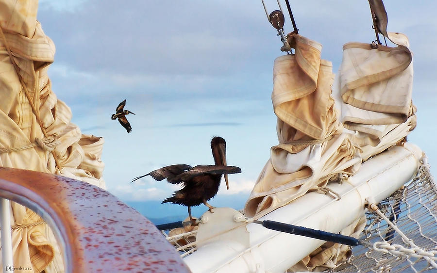 Bowsprit Pelicans Photograph by Deborah Smith
