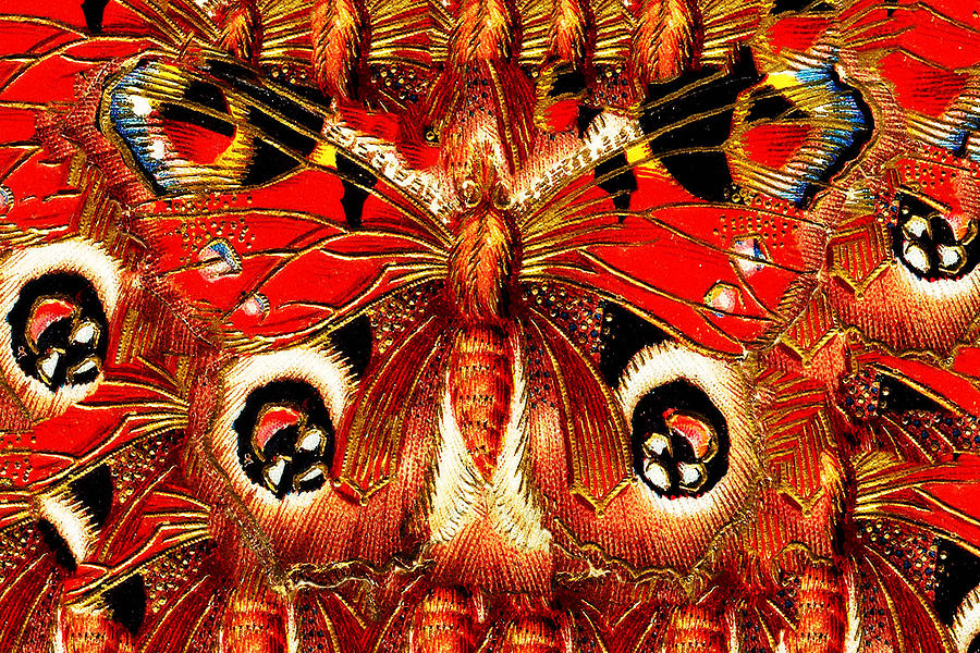 Box Butterfly Digital Art by Bruce IORIO