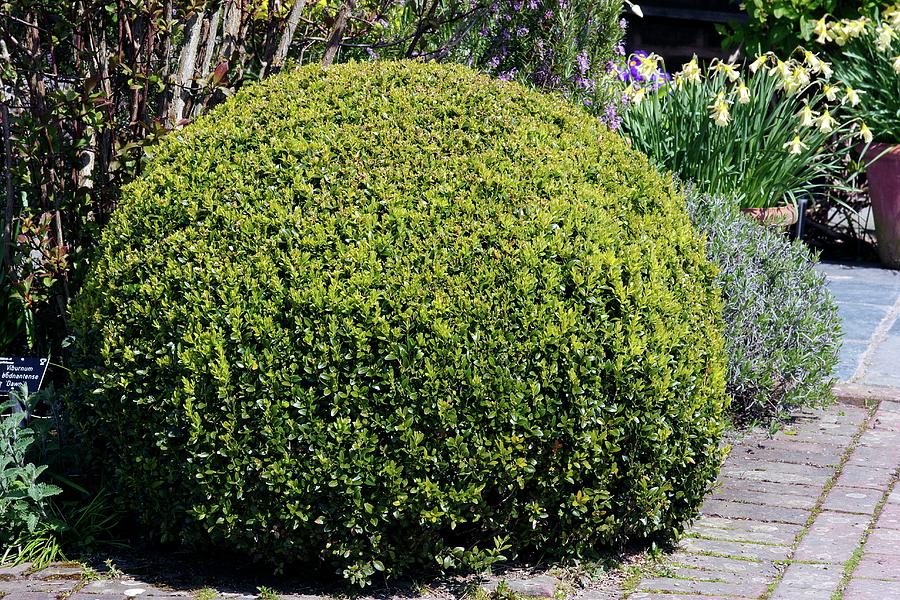 Box (buxus Sempervirens) by Neil Joy/science Photo Library