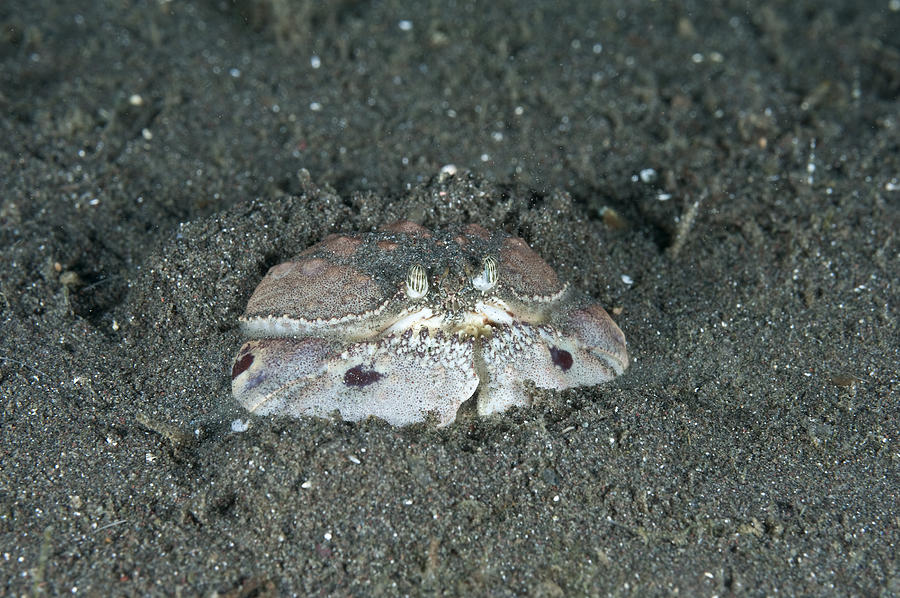Box Crab Burying Itself Photograph by Andrew J. Martinez