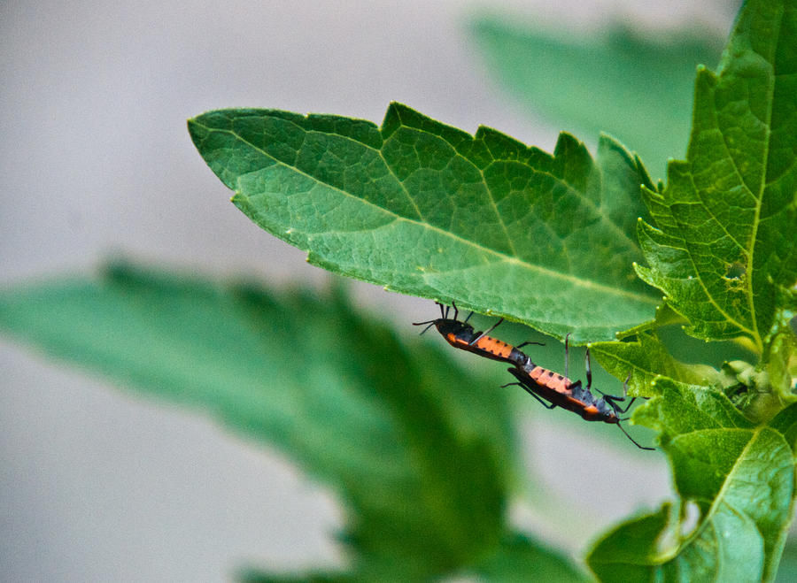 Box Elder Bugs Mating 1 Photograph by Douglas