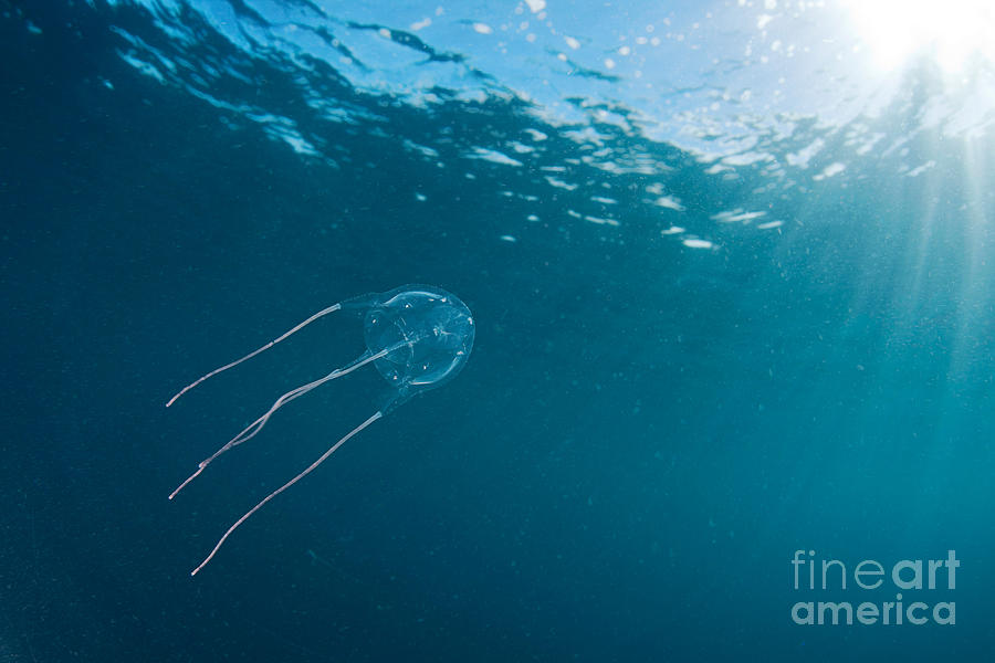 Box Jellyfish Photograph by David Fleetham