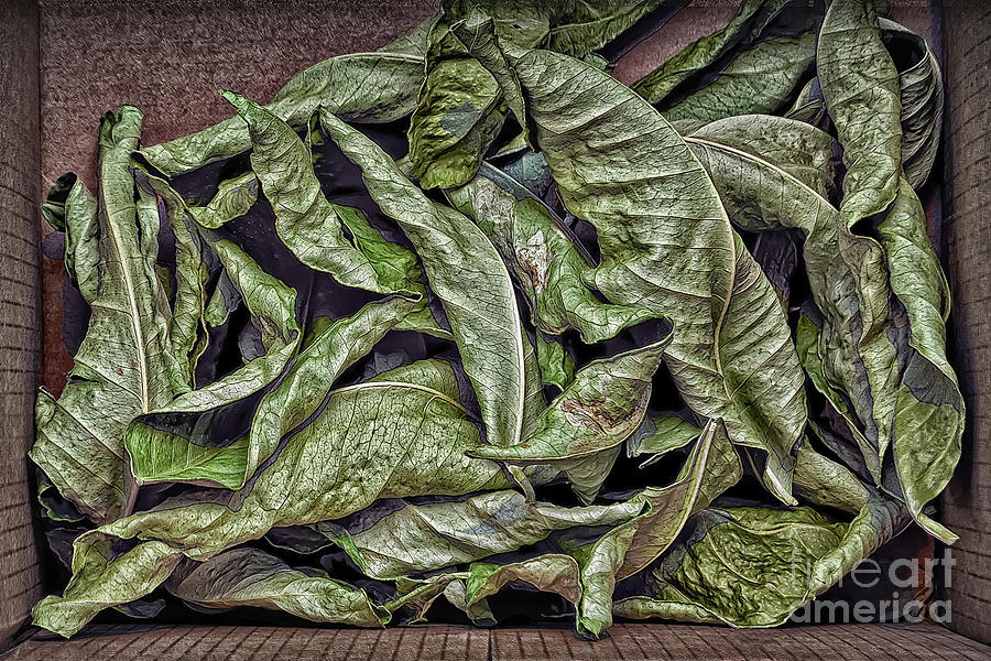 Box of Lemon Leaves Photograph by Walt Foegelle
