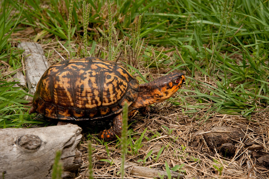 Box Turtle 2 Photograph By Donnie Bobb - Pixels