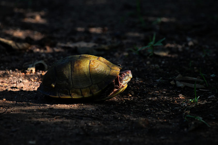 Box Turtle at Sunrise on Old Erbie Road Photograph by Michael Dougherty