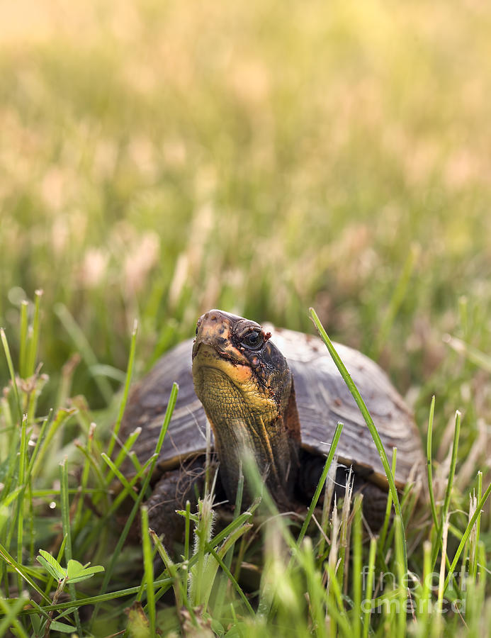 Box Turtle in the Grass Photograph by Brandon Alms - Fine Art America