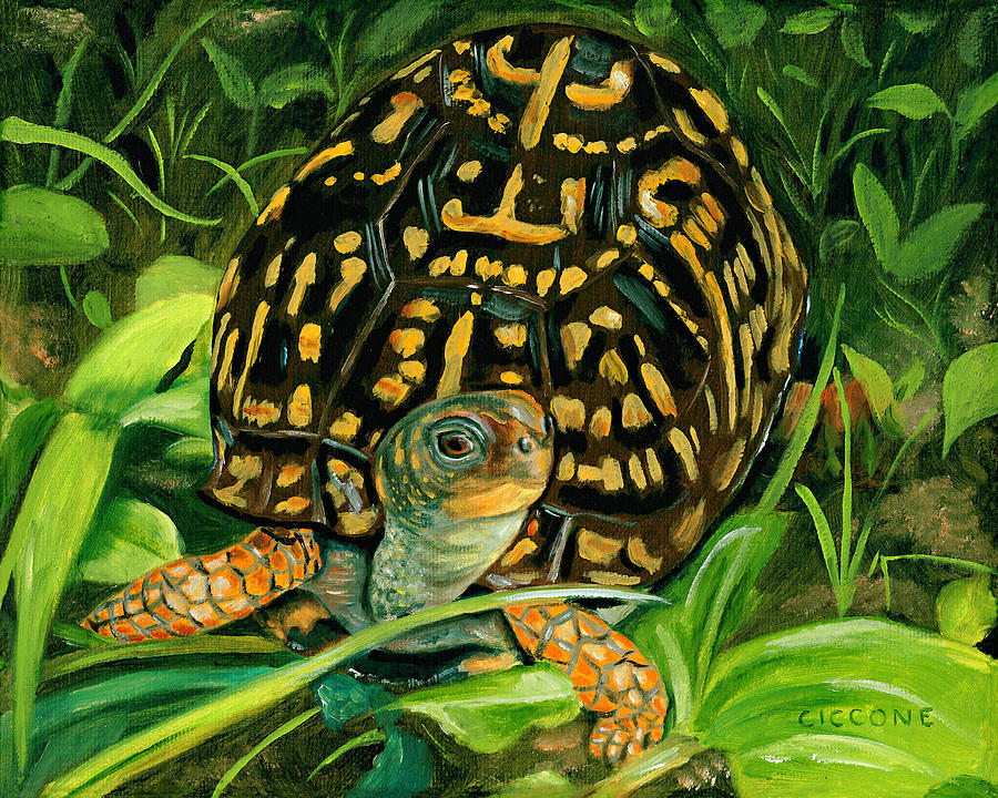 Box Turtle Painting by Jill Ciccone Pike