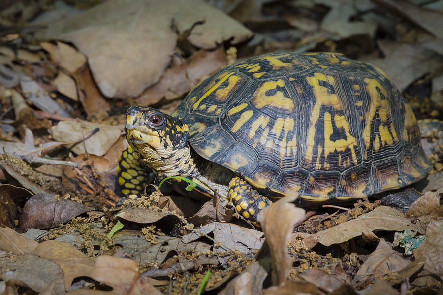Box Turtle Sunning Photograph by Bradley Clay