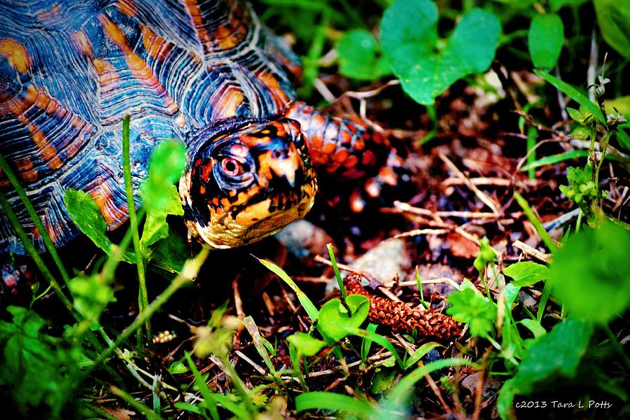 Box Turtle Photograph by Tara Potts