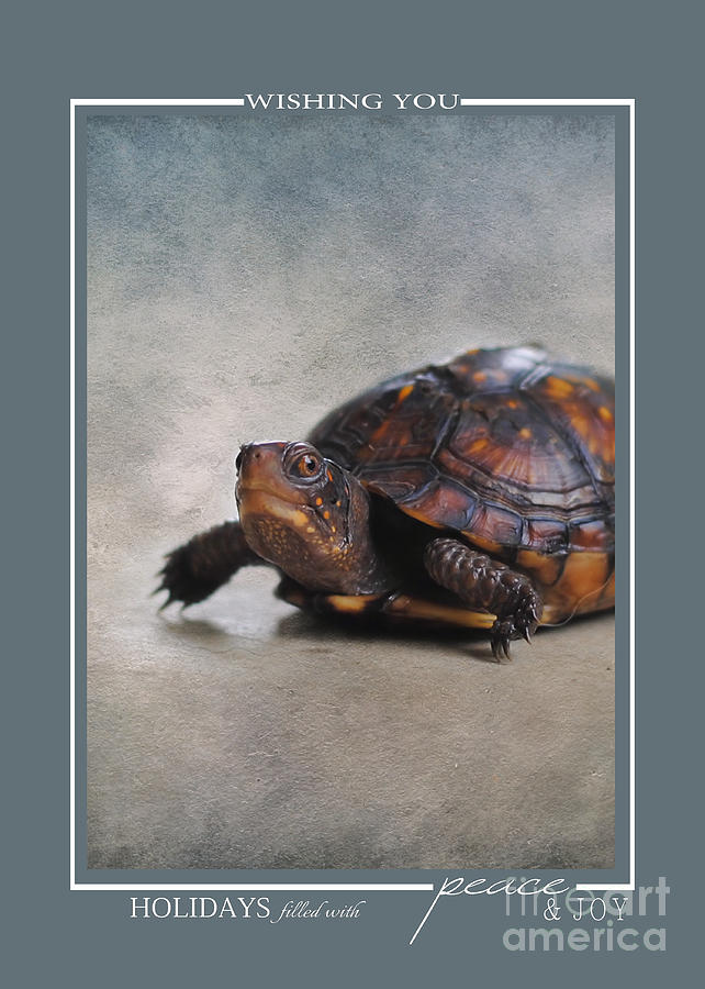Box Turtle Wildlife Christmas Cards Photograph by Jai Johnson