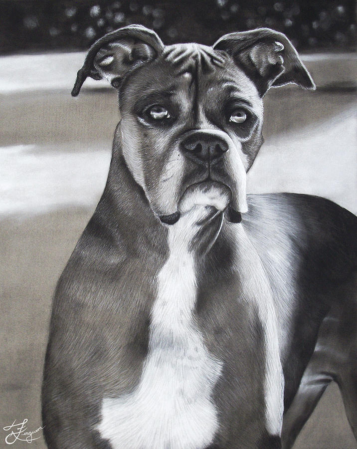 Boxer Drawing by Alaina Ferguson - Fine Art America