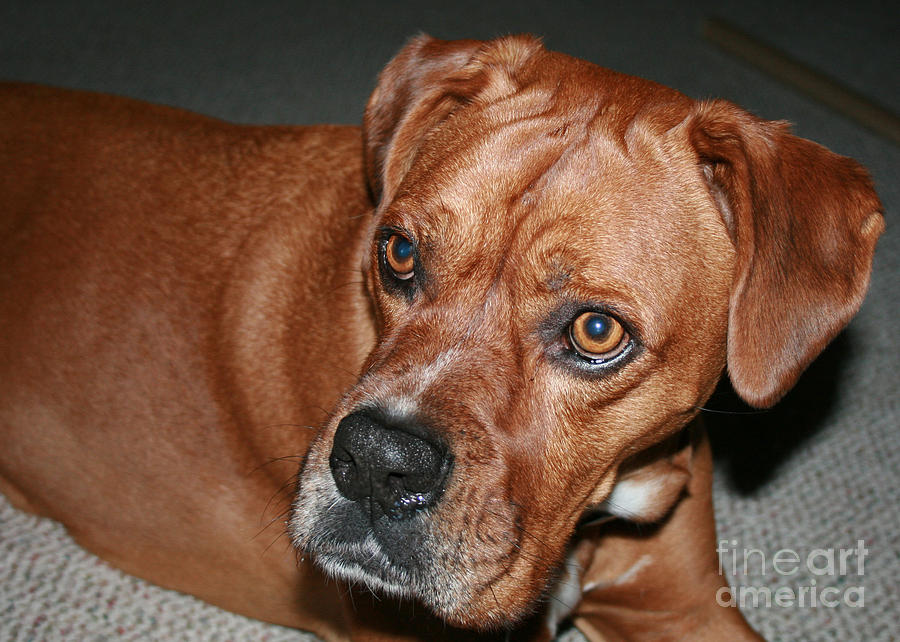 Boxer Buster Brown Photograph by Sandra Clark