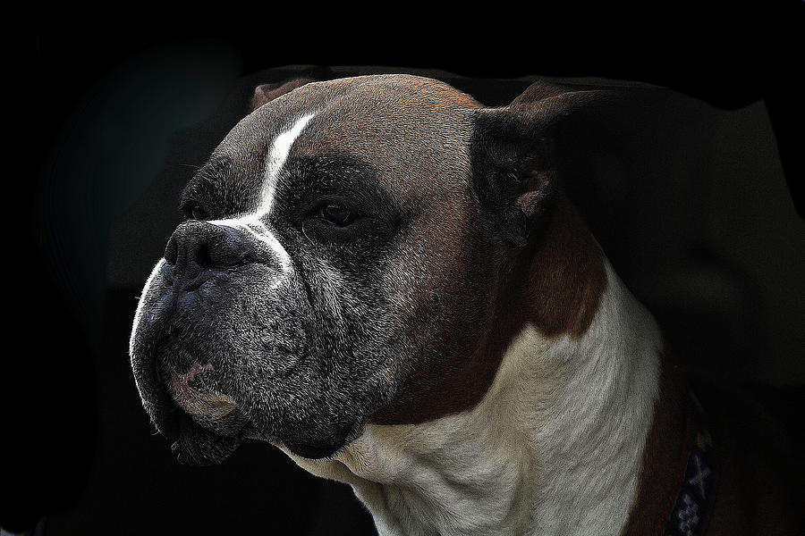 Dog Photograph - Boxer by Constantine Gregory