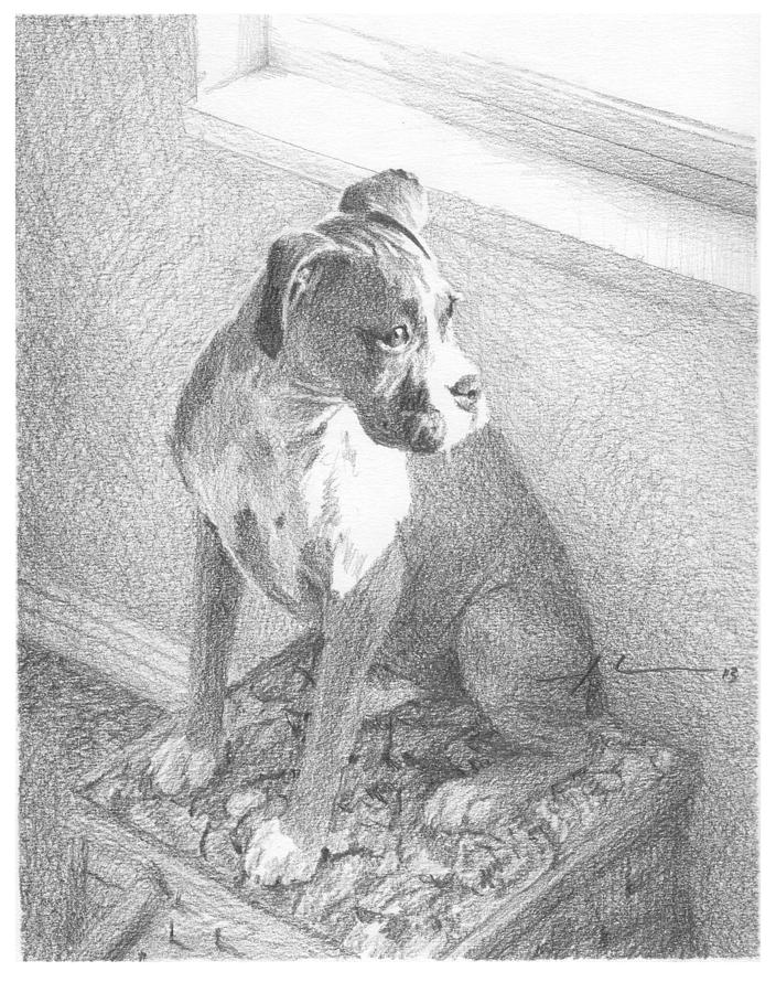 Boxer Dog By Window Pencil Portrait Drawing by Mike Theuer Boxer Dog By Window Pencil Portrait Drawing by Mike Theuer