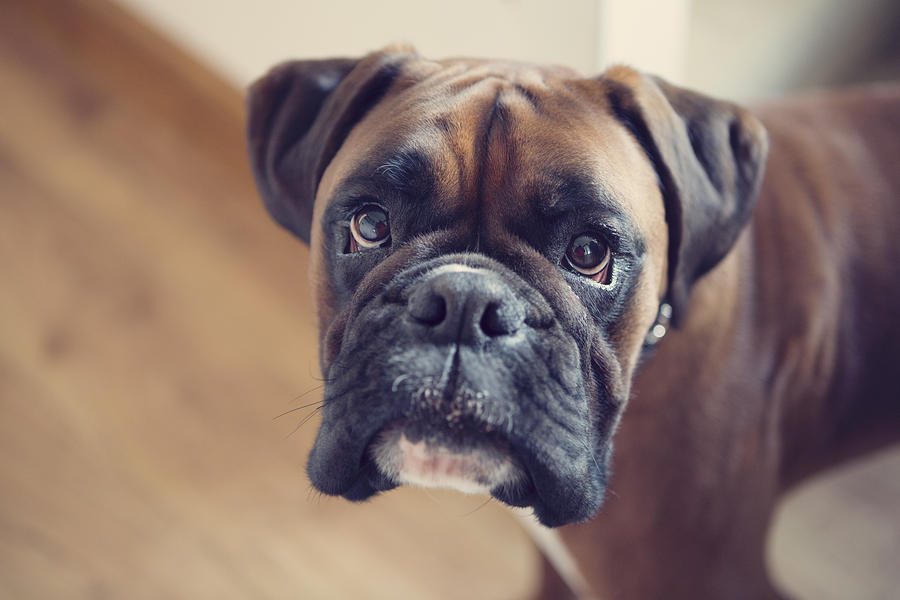 Boxer dog indoors, with direct eye contact Photograph by Elva Etienne