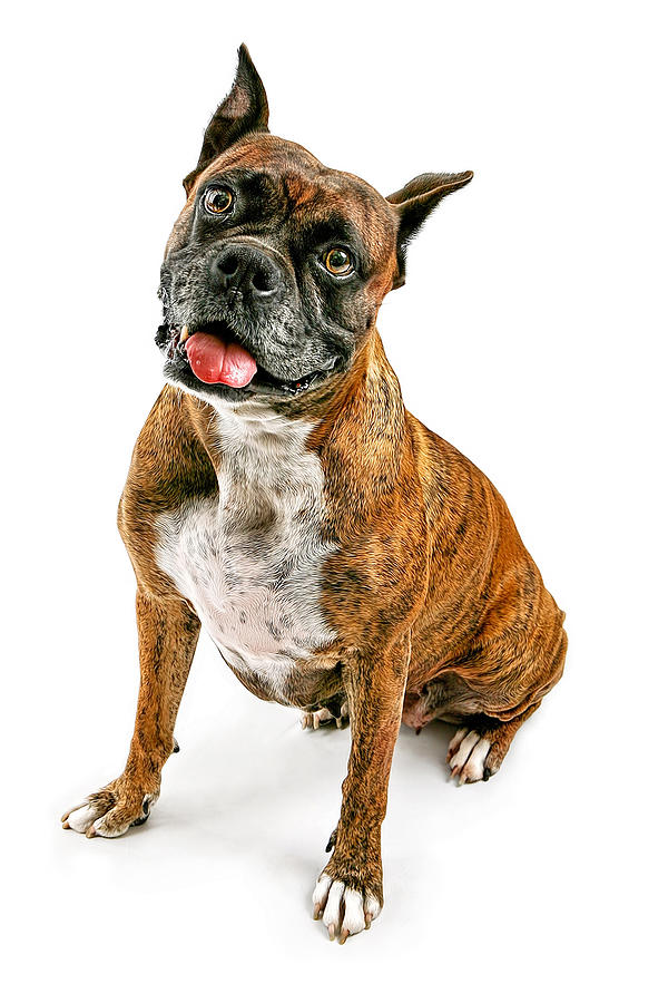 Dog Photograph - Boxer Dog Looking Forward by Good Focused