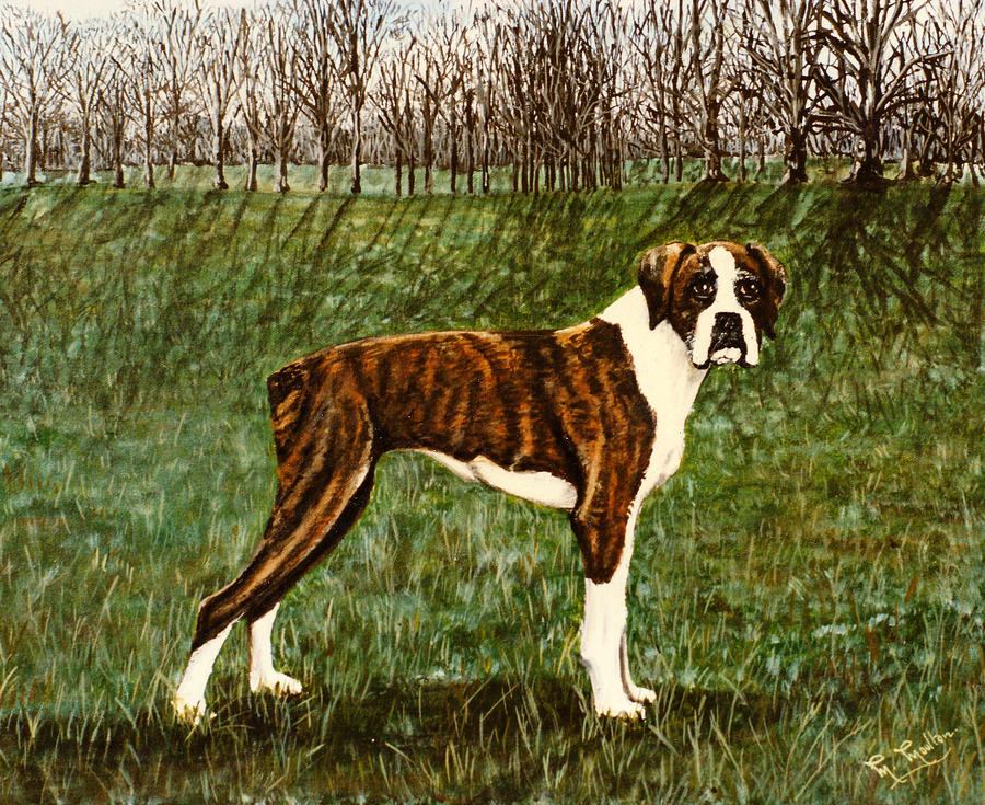 Boxer Dog Painting by Mackenzie Moulton