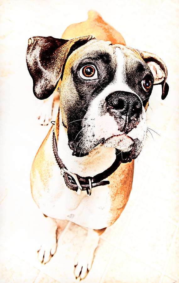 Boxer dog Photograph by Peter V Quenter