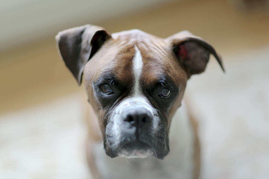 Boxer Dog Portrait by Ryan Murphy