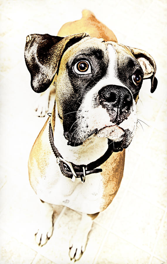 Boxer dog poster Photograph by Peter V Quenter