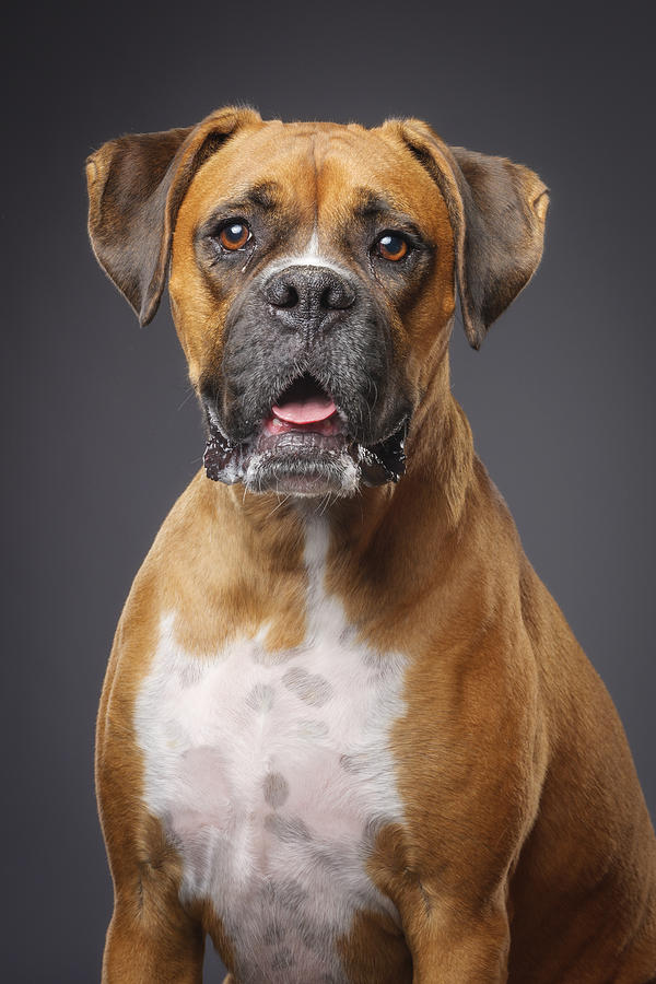 Boxer Dog Photograph by RichLegg