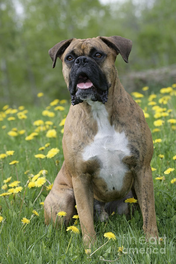 Boxer Dog Photograph by Rolf Kopfle