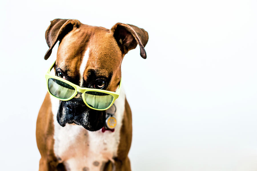 Boxer Dog With Bright Green Sunglasses Photograph by Matthew James Quinton