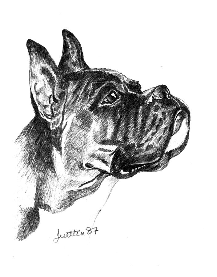 Boxer Head Study Drawing by Barbara Lightner - Pixels