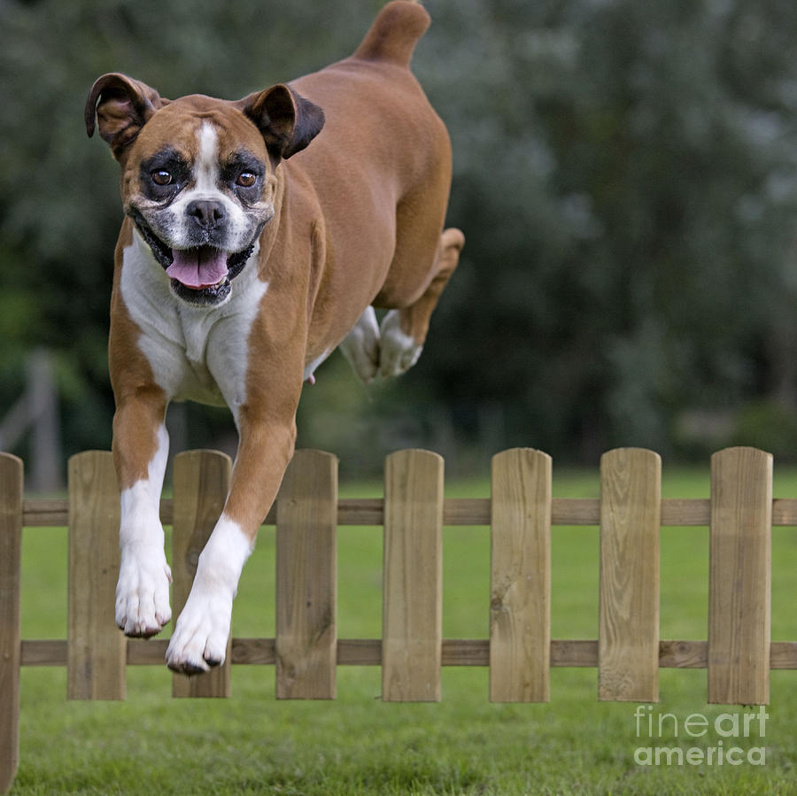 Boxer Jumping A Fence Photograph by Johan De Meester