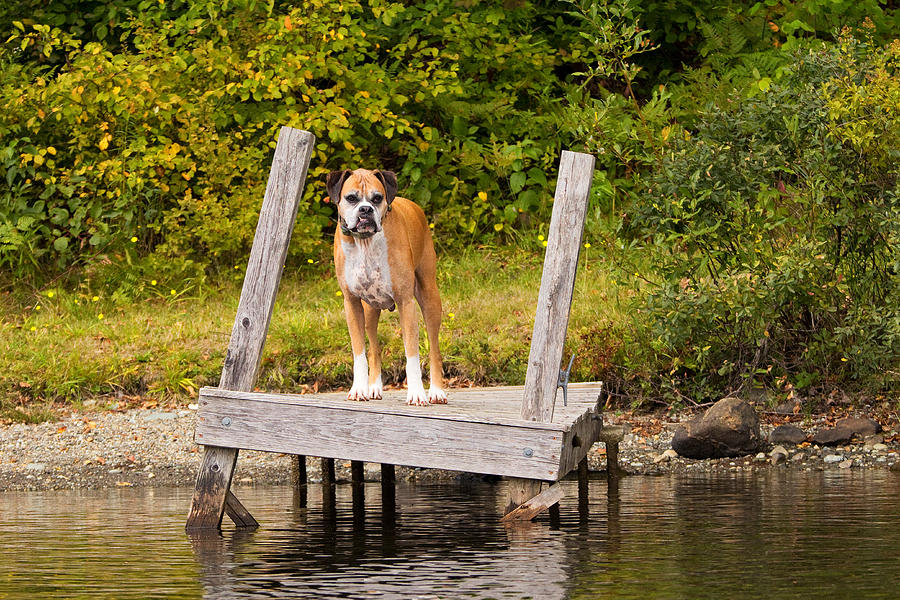 Summer Photograph - Boxer on Lake Dock by Stephanie McDowell