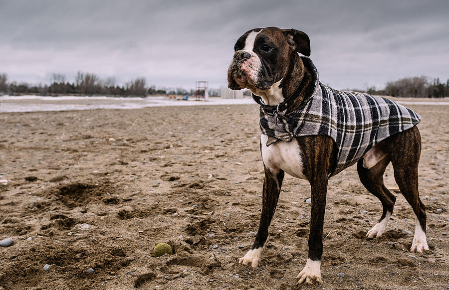 Boxer on the Beach Photograph by Sisoje