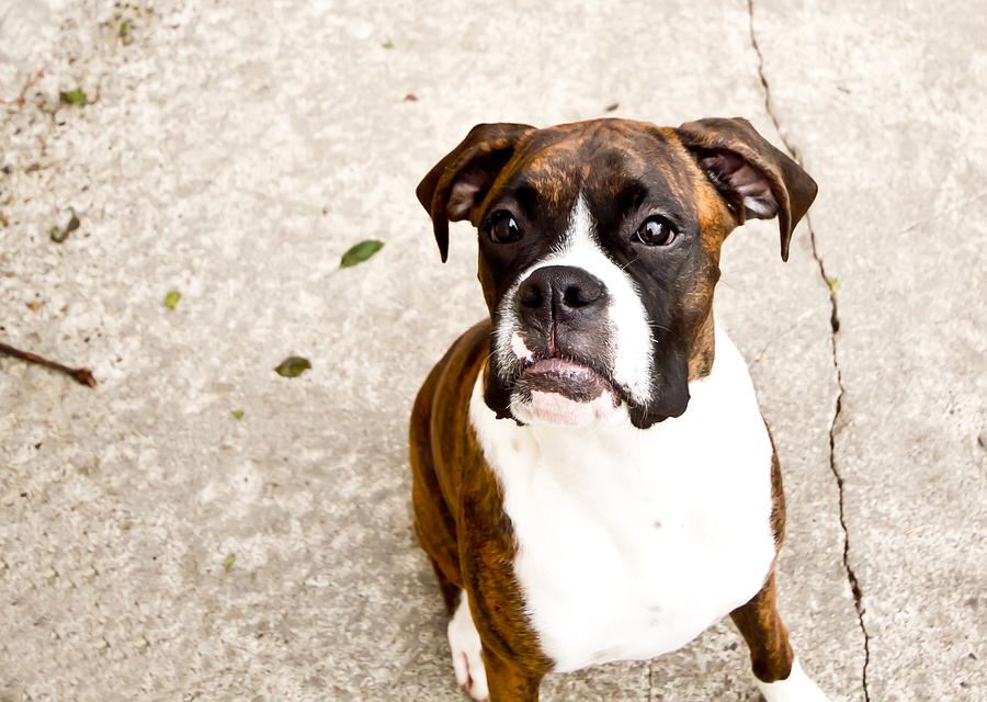 Boxer Photograph by Paulina Szajek - Fine Art America