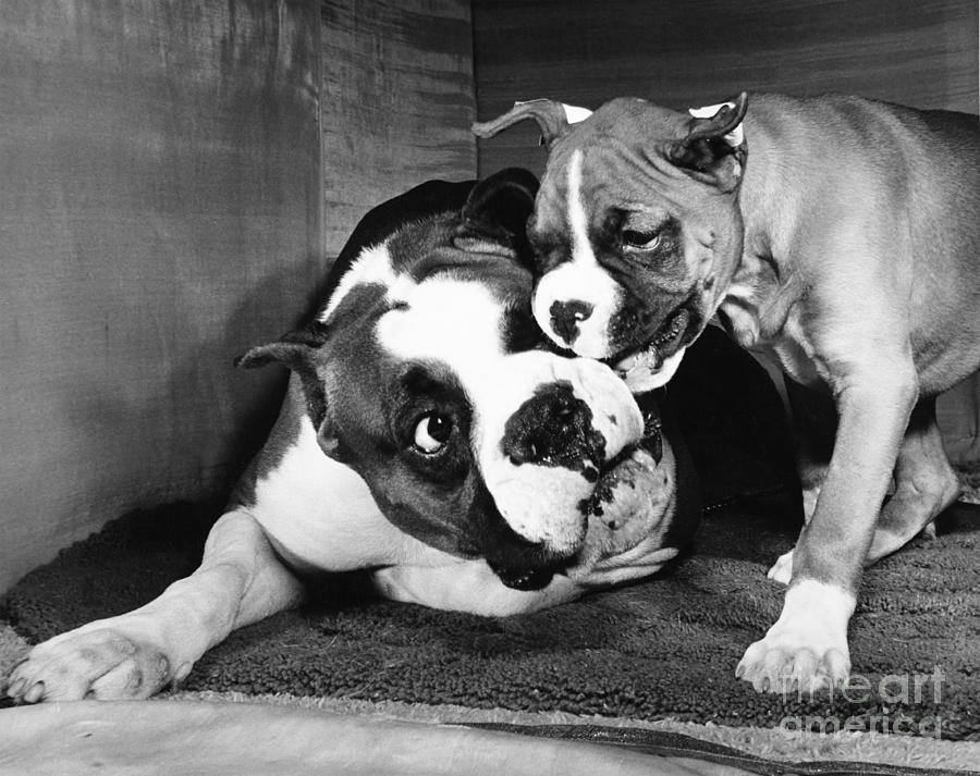 Boxer Playing with Puppy Photograph by ME Browning