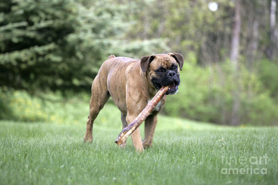 Dog Photograph - Boxer Playing With Stick by Rolf Kopfle