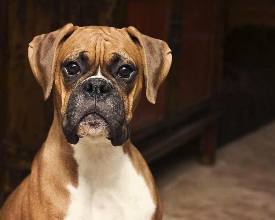 Boxer pup Photograph by Jody Trappe Photography