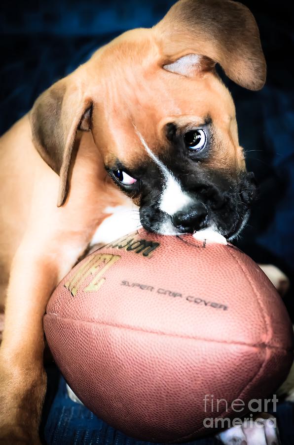 Boxer Puppy Cuteness Photograph by Peggy Franz