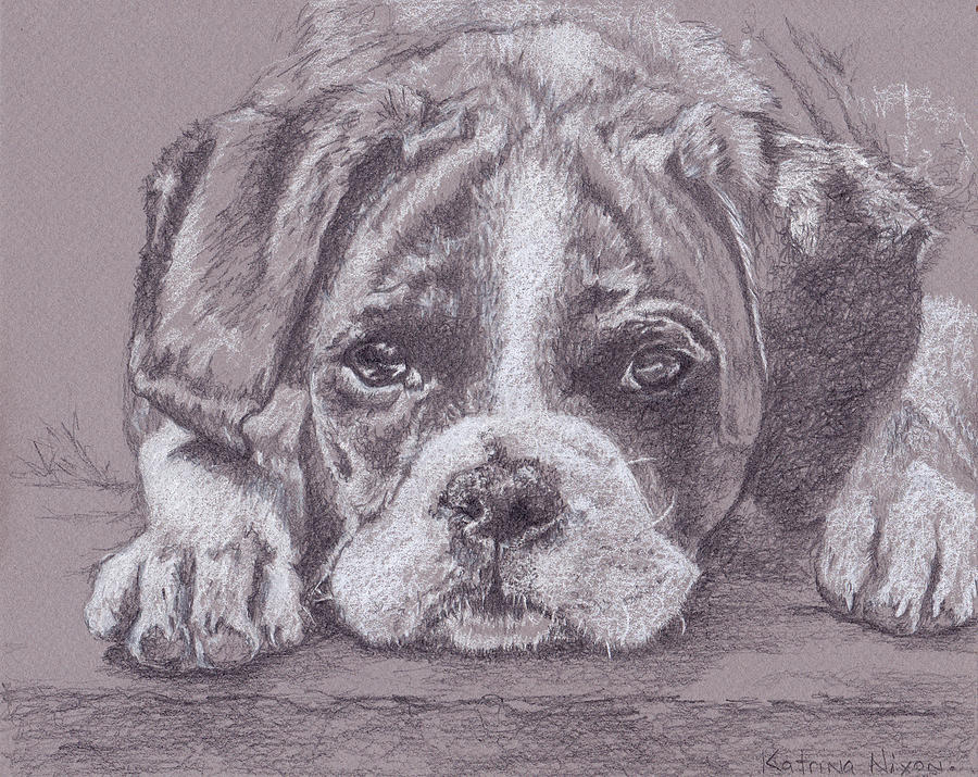 Boxer Puppy Drawing by Katrina Nixon
