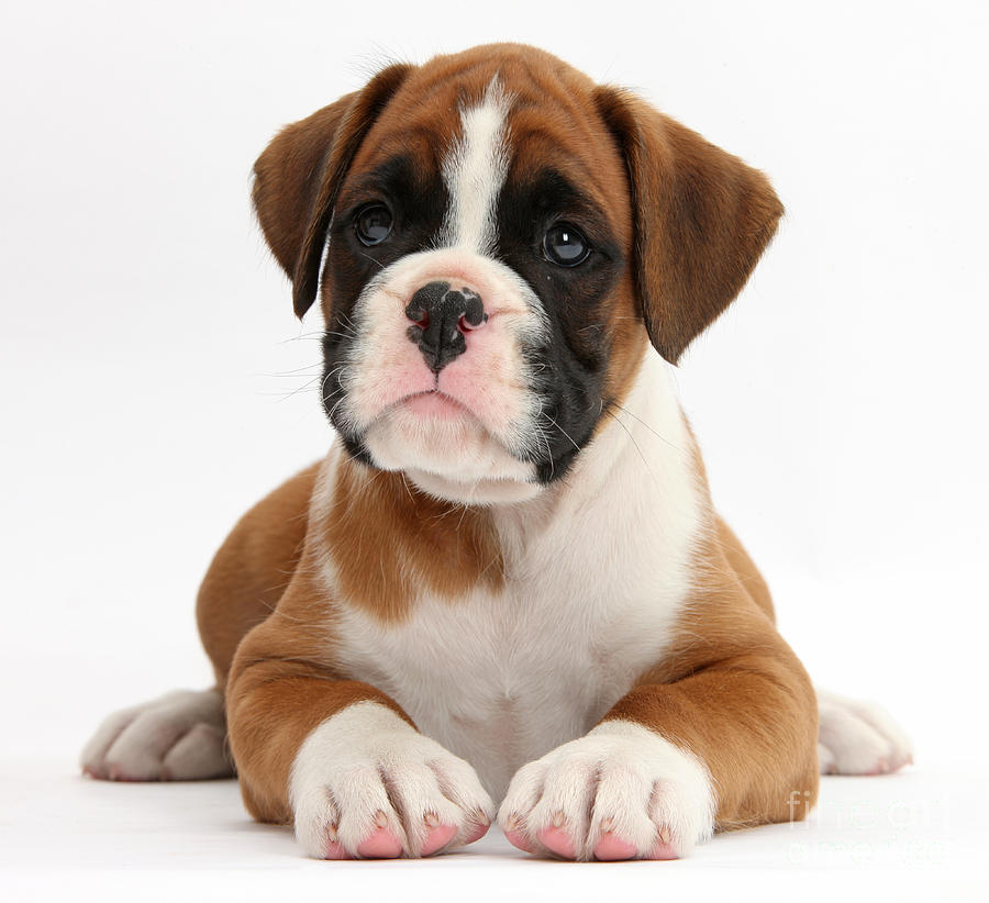 Boxer Puppy Photograph by Mark Taylor