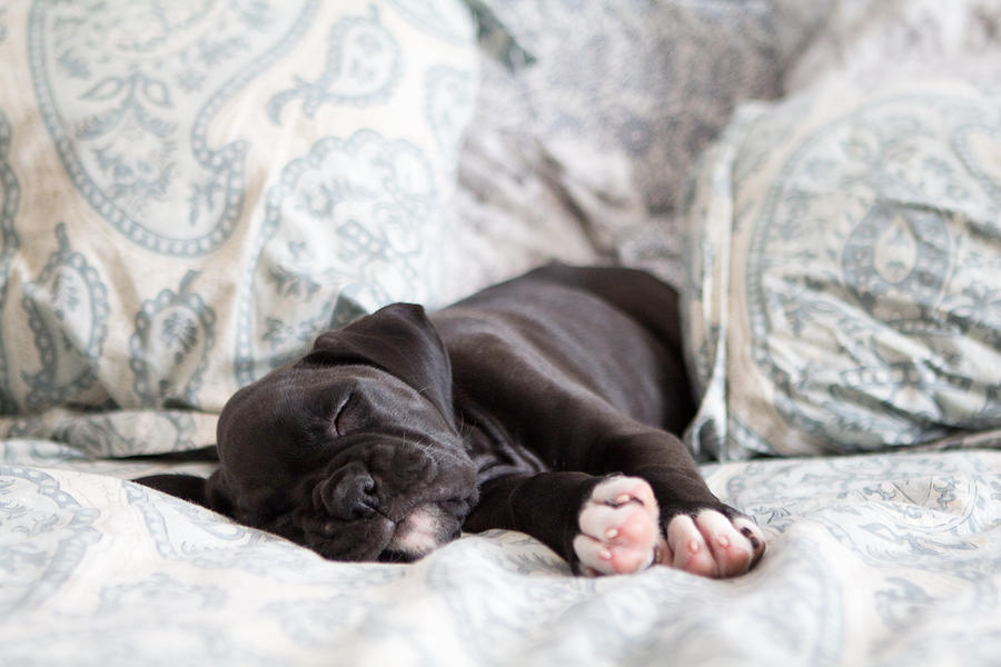 Dog Photograph - Boxer Puppy Sleeping by Stephanie McDowell
